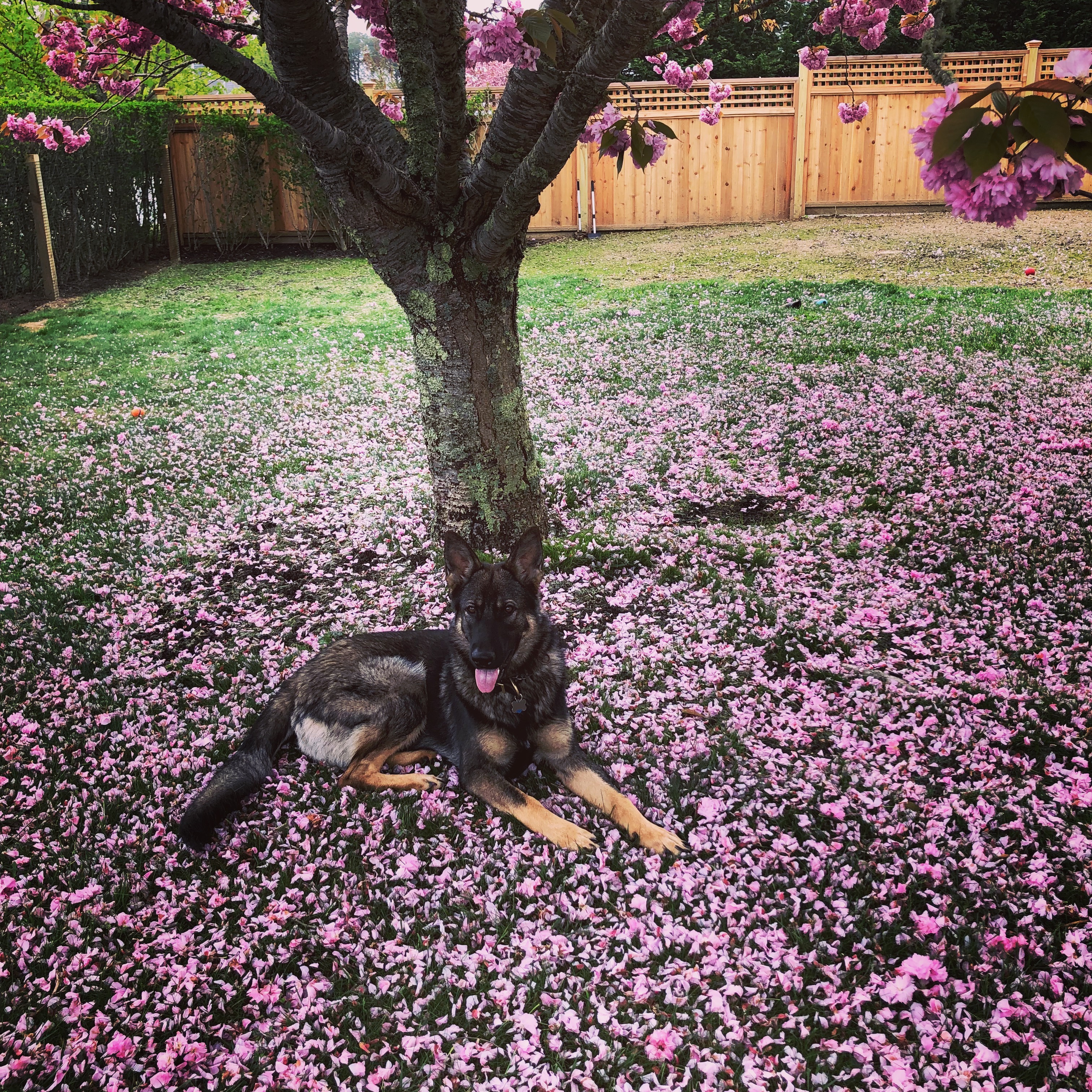 Dog under cherry blossom tree