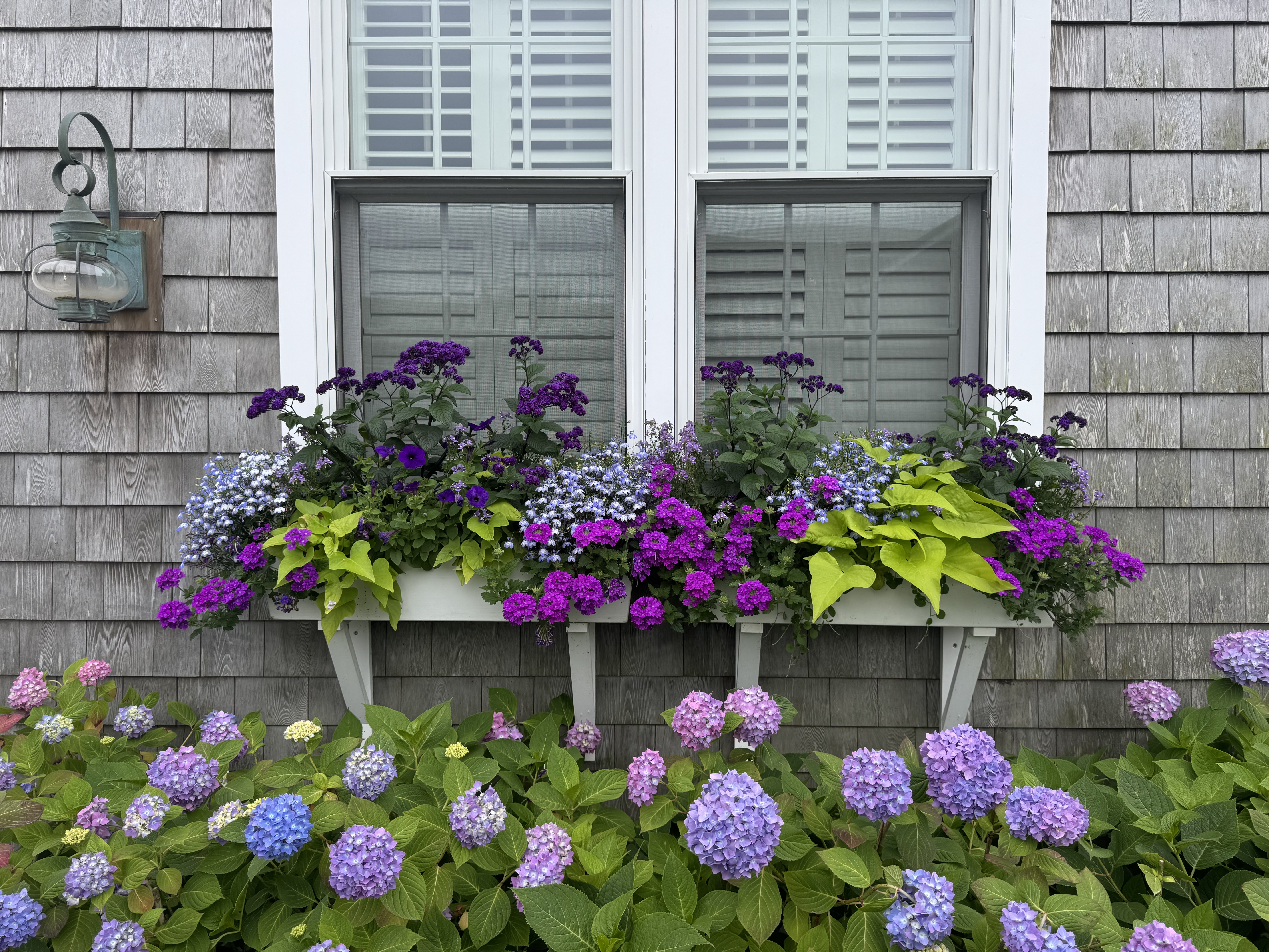 Hydrangeas and window boxes on Nantucket shingle home