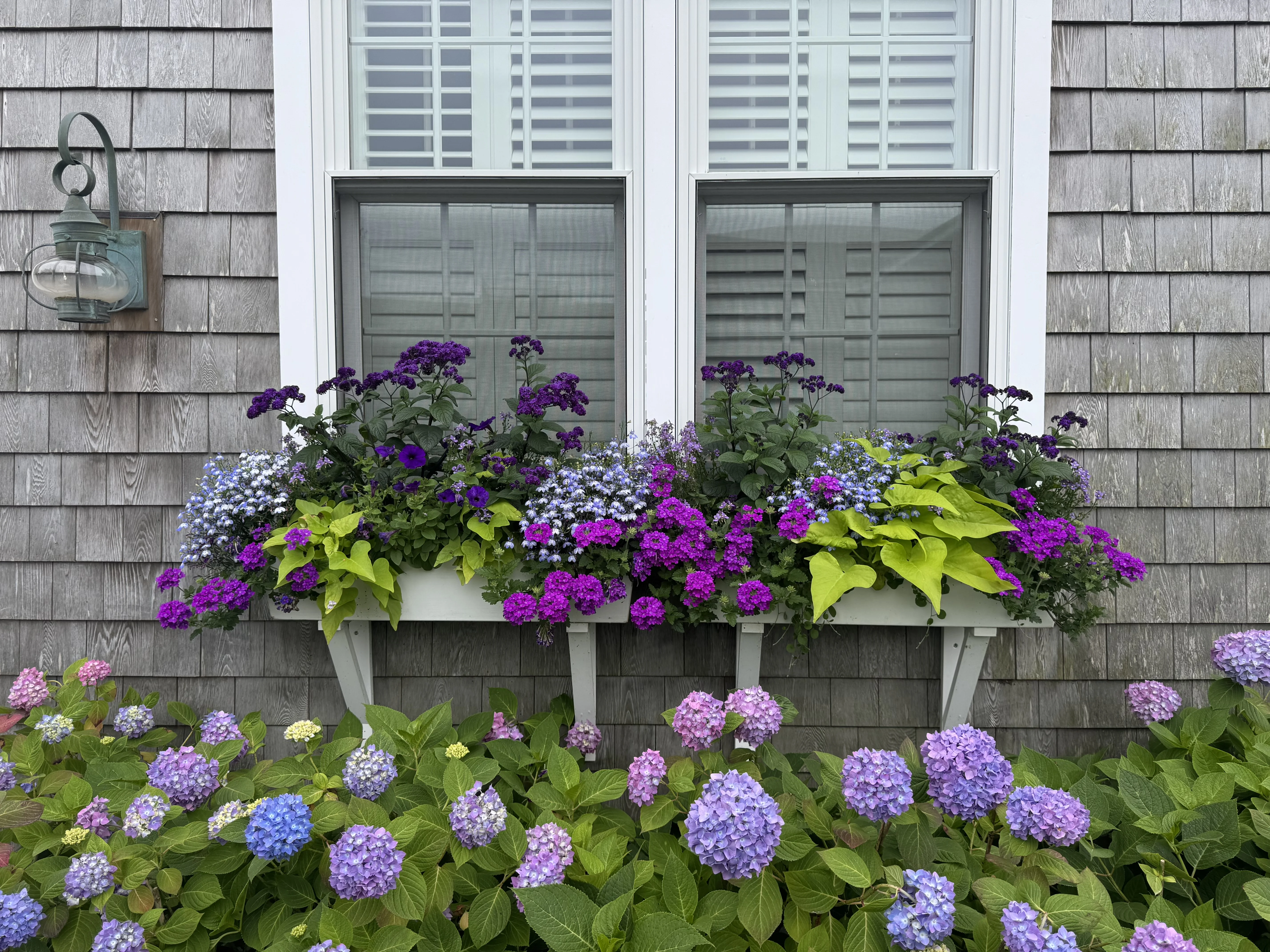 Hydrangeas and window boxes on Nantucket shingle home