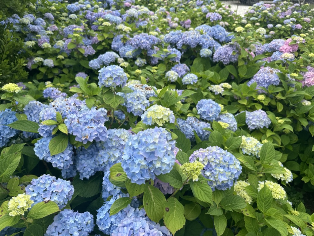 Hydrangea garden on Nantucket