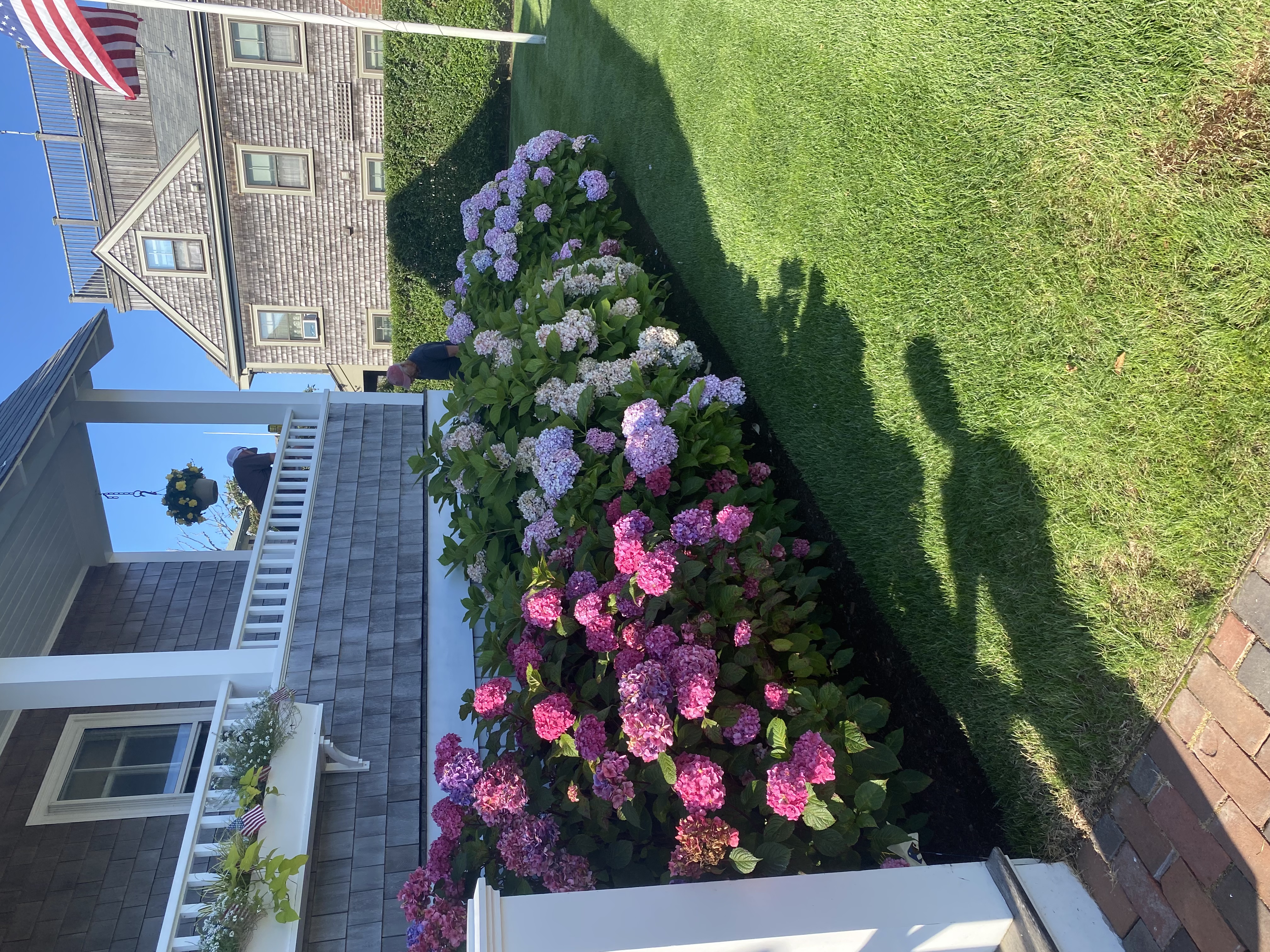 Seasonal hydrangeas on Nantucket property